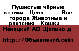 Пушистые чёрные котики › Цена ­ 100 - Все города Животные и растения » Кошки   . Ненецкий АО,Щелино д.
